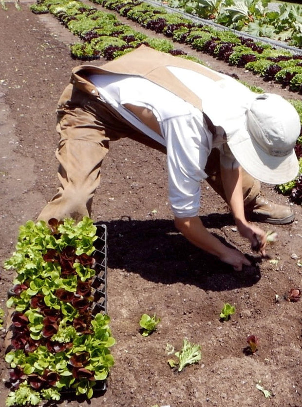 Winstrip Tray | Air Pruning | Plug Tray | Planting Lettuce